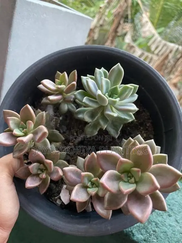 Cactus Plant
