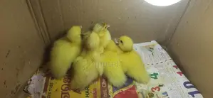 Ducks