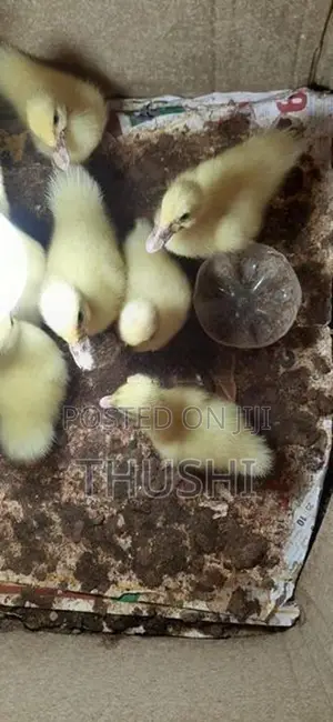 Ducks