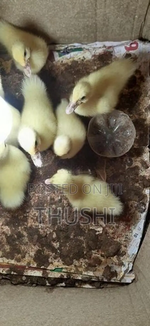 Ducks