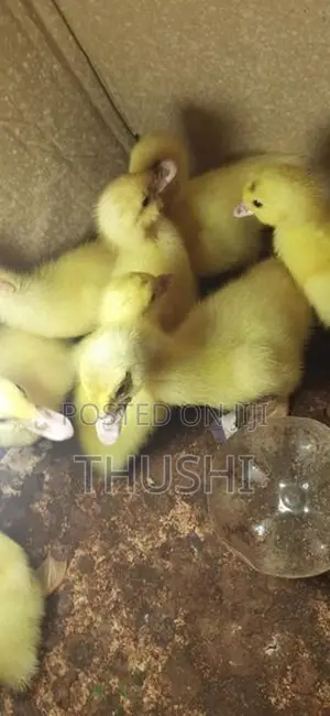Ducks