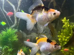 Fancy Goldfish