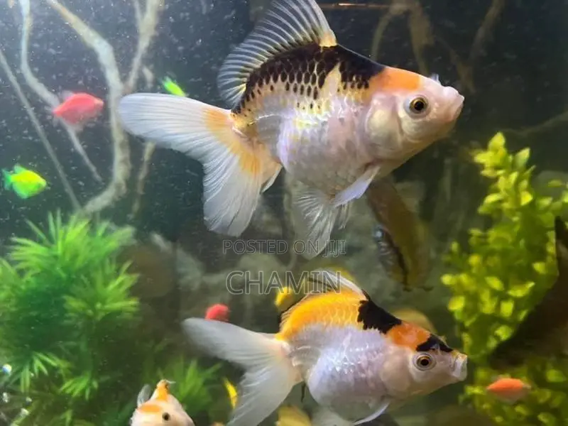 Fancy Goldfish