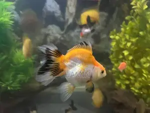 Fancy Goldfish