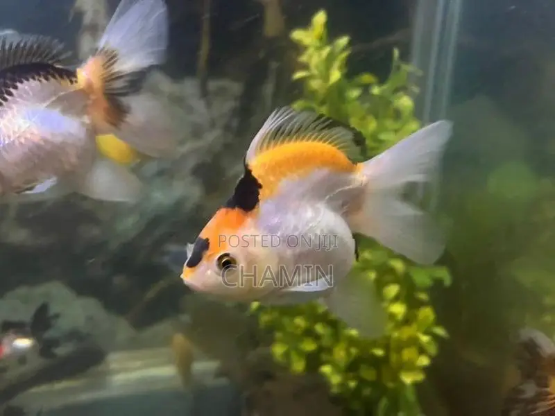Fancy Goldfish