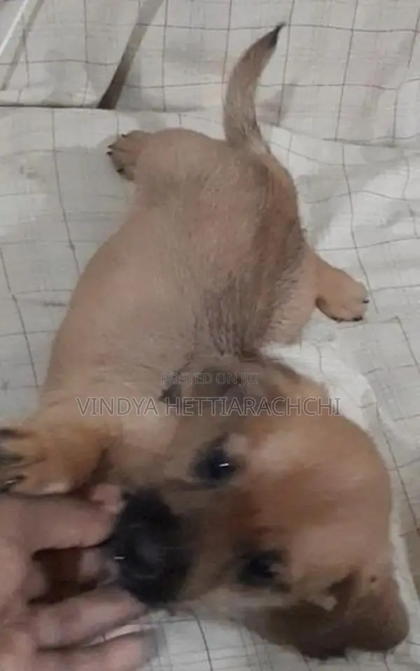 Dachshund Puppy