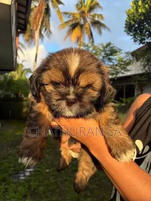 Shih Tzu Puppy