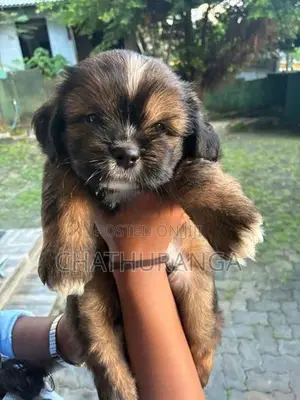 Shih Tzu Puppy