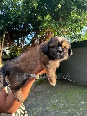 Shih Tzu Puppy