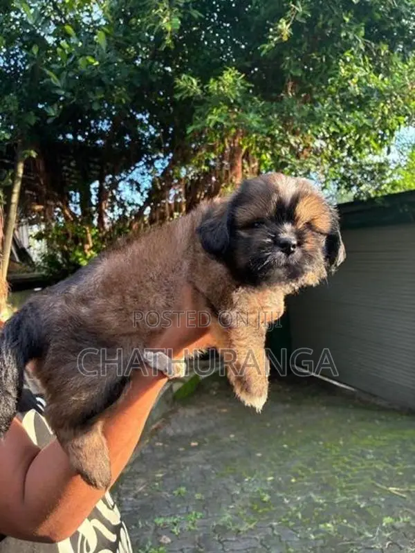Shih Tzu Puppy