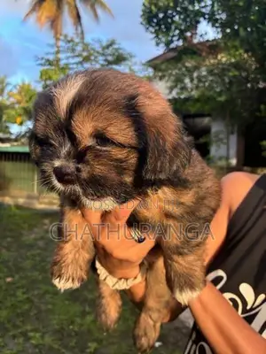 Shih Tzu Puppy