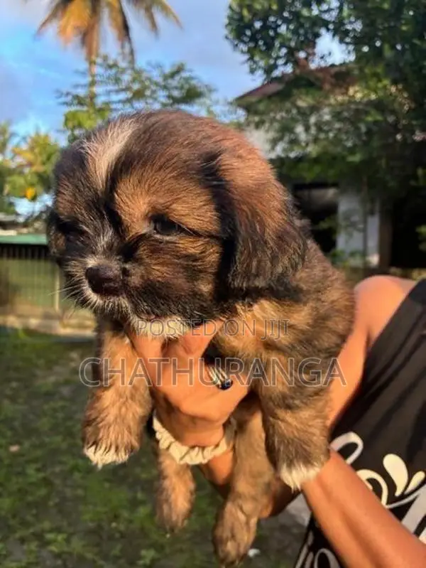 Shih Tzu Puppy