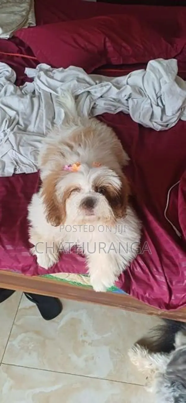 Shih Tzu Puppy