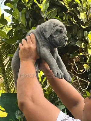 Cane Corso Puppy