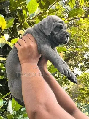 Cane Corso Puppy