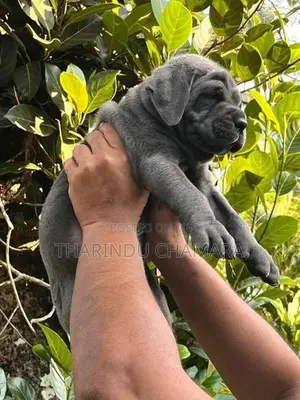 Cane Corso Puppy