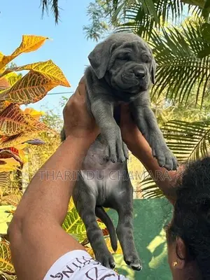 Cane Corso Puppy