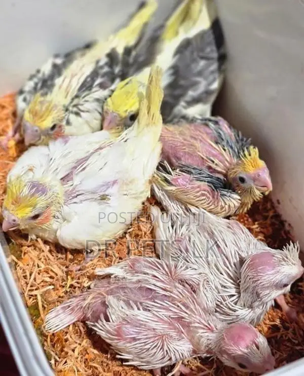 Cockatiel Bird Chicks