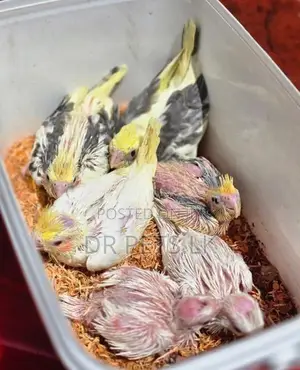 Cockatiel Bird Chicks