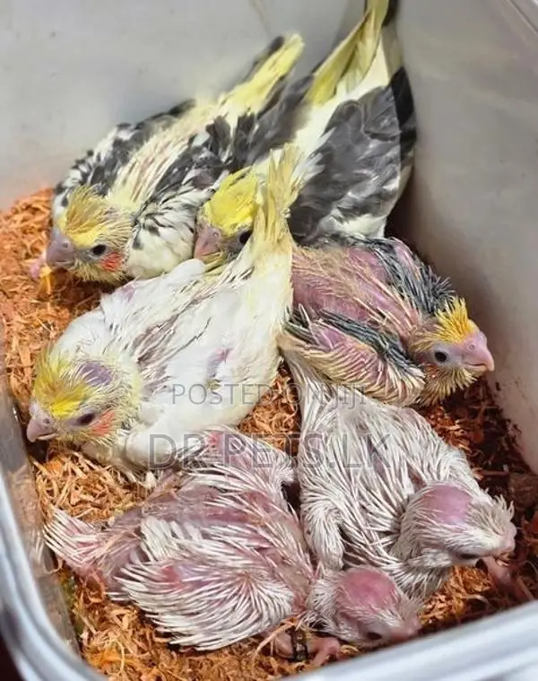Cockatiel Bird Chicks