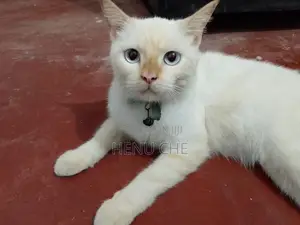 Persian Cat