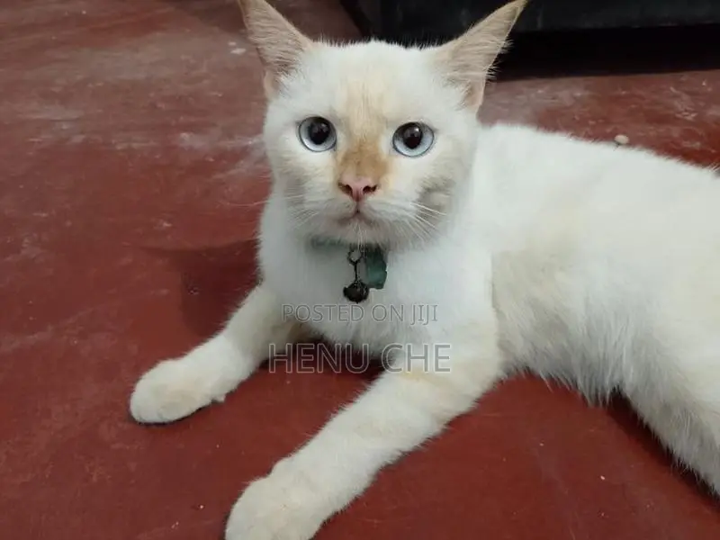 Persian Cat