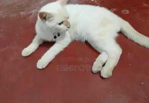 Persian Cat