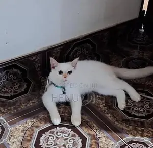 Persian Cat