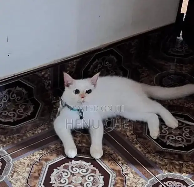 Persian Cat