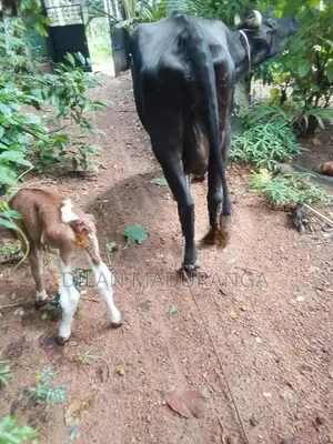 Milk Cow