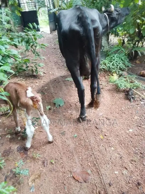 Milk Cow