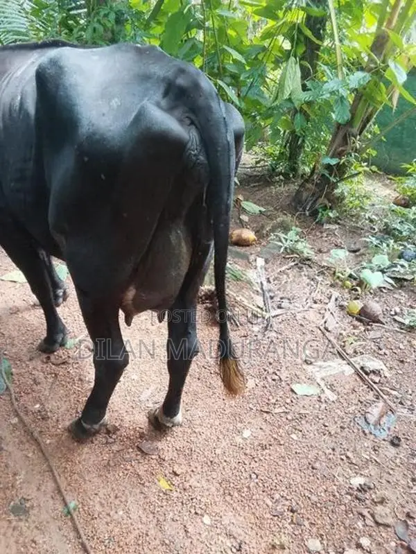 Milk Cow