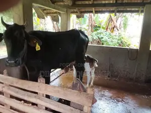 Milk Cow