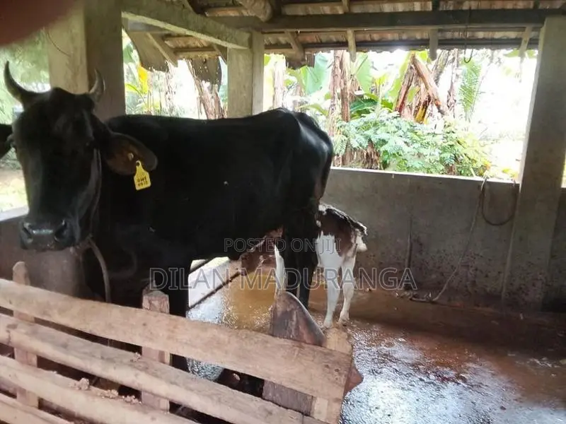 Milk Cow