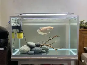 Fish Tank
