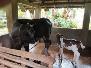 Milk Cow