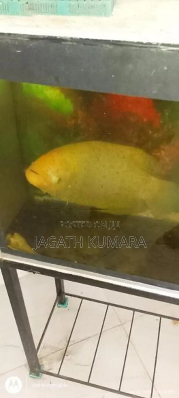Giant Gourami