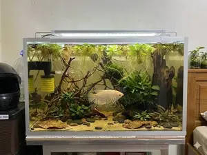 Fish Tank