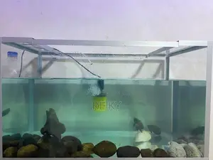 Fish Tank
