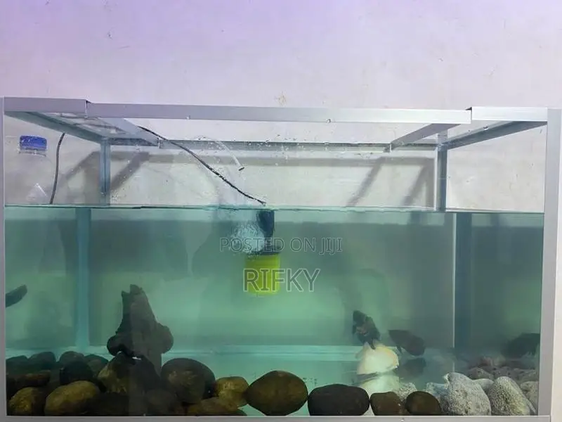 Fish Tank