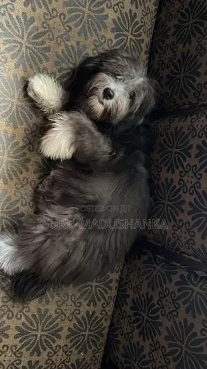 Terrier Puppy