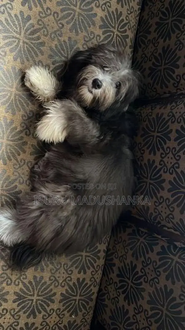 Terrier Puppy