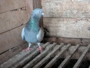Tipler Pigeon