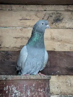 Tipler Pigeon