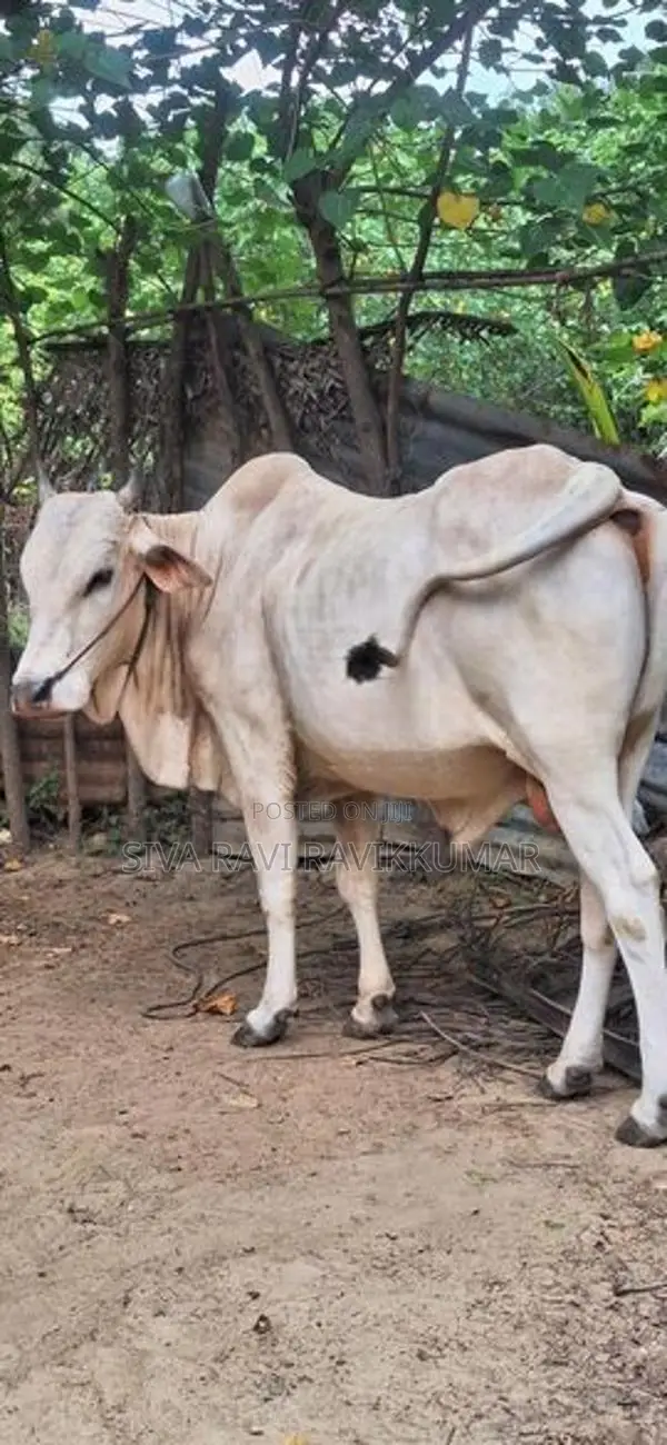நம்பன் கன்று