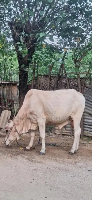 நம்பன் கன்று