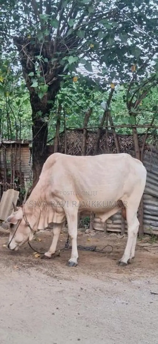 நம்பன் கன்று