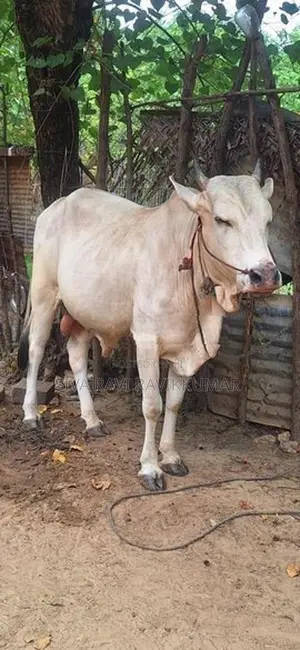 நம்பன் கன்று