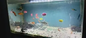 Gourami Fish