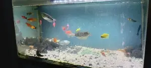 Gourami Fish